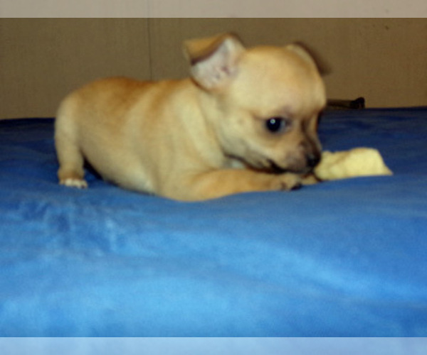 Medium Photo #7 Chihuahua Puppy For Sale in BELLE FOURCHE, SD, USA