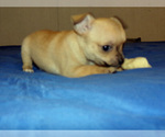 Small Photo #7 Chihuahua Puppy For Sale in BELLE FOURCHE, SD, USA