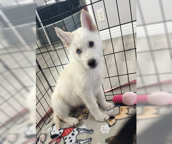 Medium Photo #1 Siberian Husky Puppy For Sale in Fremont, CA, USA