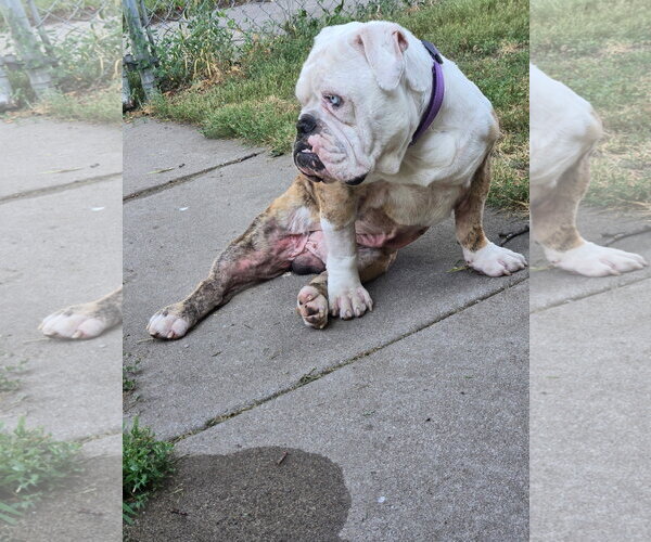 Medium Photo #6 Bulldog Puppy For Sale in St. Louis Park, MN, USA