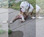 Small #5 Bulldog