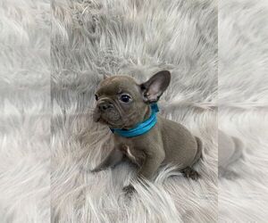 French Bulldog Puppy for sale in CHARLESTON, SC, USA