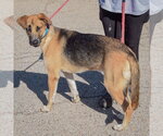 Small Photo #2 Shepradors Puppy For Sale in Huntley, IL, USA