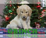 Small Photo #6 Goldendoodle Puppy For Sale in KERNERSVILLE, NC, USA