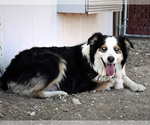 Small Photo #1 Australian Shepherd Puppy For Sale in BELEN, NM, USA