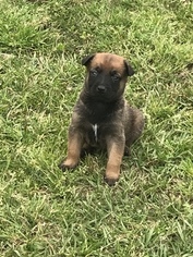 Belgian Malinois Puppy for sale in PINOLA, MS, USA