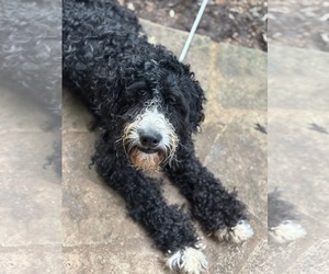 Bernedoodle Dogs for adoption in Fenton, MO, USA