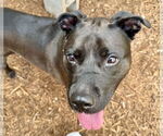 Small #14 American Pit Bull Terrier-Labrador Retriever Mix