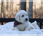 Small Photo #18 Goldendoodle Puppy For Sale in ROUGEMONT, NC, USA
