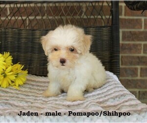 Pom-A-Poo Puppy for sale in CLARKRANGE, TN, USA