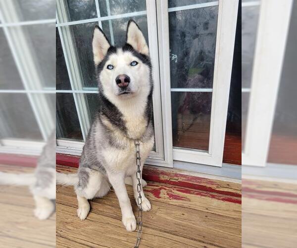 Medium Photo #1 Siberian Husky Puppy For Sale in Canfield, OH, USA