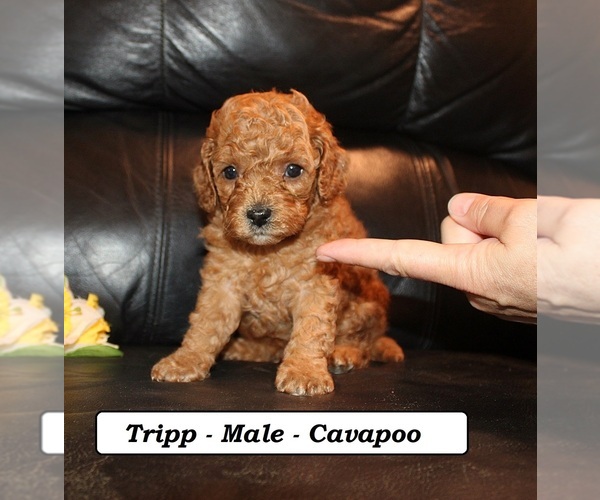 Medium Photo #2 Cavapoo (Miniature) Puppy For Sale in CLARKRANGE, TN, USA