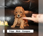 Small #1 Cavapoo (Miniature)
