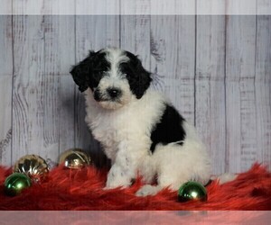 Poodle (Miniature)-Sheepadoodle Mix Puppy for sale in FREDERICKSBG, OH, USA