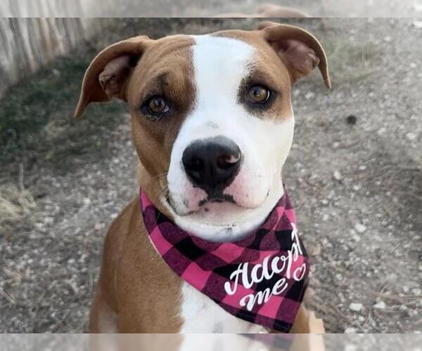 Medium Photo #1 American Pit Bull Terrier-Unknown Mix Puppy For Sale in Pueblo, CO, USA