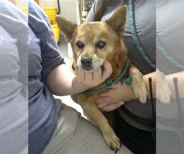 Medium Photo #1 Chiweenie Puppy For Sale in Pasadena, TX, USA