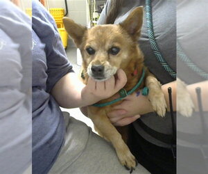 Chiweenie Dogs for adoption in Pasadena, TX, USA