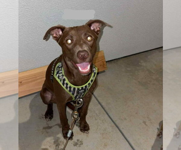 Medium Photo #2 Mutt Puppy For Sale in Visalia, CA, USA