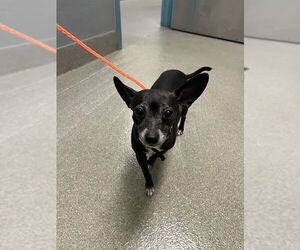 Chihuahua-Unknown Mix Dogs for adoption in Las Vegas, NV, USA