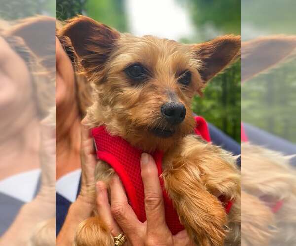 Medium Photo #4 Mutt Puppy For Sale in Lewistown, PA, USA