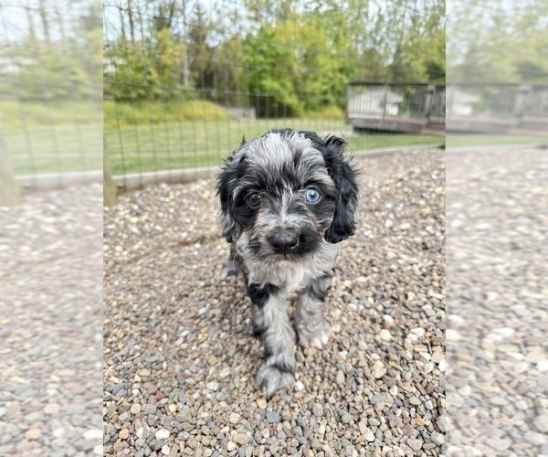 Medium Photo #14 Cavapoo Puppy For Sale in GILBERTSVILLE, PA, USA