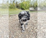 Small Photo #14 Cavapoo Puppy For Sale in GILBERTSVILLE, PA, USA