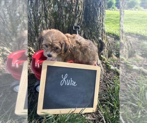 Medium Photo #7 Yo-Chon Puppy For Sale in BELFAST, OH, USA