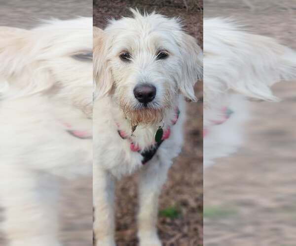 Medium Photo #8 Goldendoodle Puppy For Sale in Arlington, VA, USA