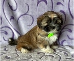 Small Photo #4 Havanese Puppy For Sale in LANCASTER, PA, USA