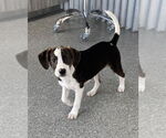 Small Lab-Rat Terrier