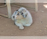 Puppy Cookies and Cre Australian Shepherd