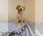 Image preview for Ad Listing. Nickname: Litter of 11
