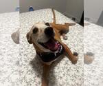 Small #2 American Pit Bull Terrier Mix