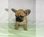 Small Photo #1 French Bulldog Puppy For Sale in LOWRY CITY, MO, USA