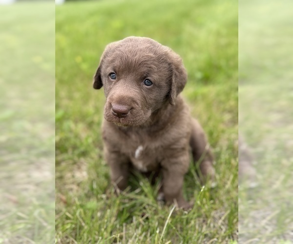 Medium Photo #2 Chesapeake Bay Retriever Puppy For Sale in DONNELLSON, IA, USA