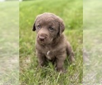 Small #1 Chesapeake Bay Retriever
