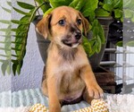 Small #1 Dachshund Mix