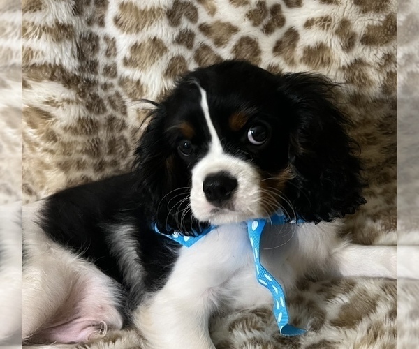 Medium Photo #4 Cavalier King Charles Spaniel Puppy For Sale in ABILENE, TX, USA