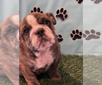 Puppy 2 Bulldog