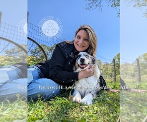 Australian Shepherd Puppy for sale in GEORGETOWN, TN, USA