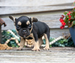 Puppy Lucy French Bulldog