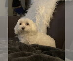 Small #3 Maltese