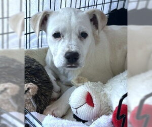 Labrador Retriever-Unknown Mix Dogs for adoption in Dedham, MA, USA