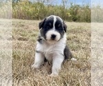 Small #8 Australian Shepherd