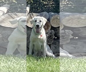 Anatolian Shepherd-Great Pyrenees Mix Dogs for adoption in MIDWAY, UT, USA