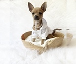 Small #6 Chihuahua