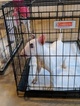 Small Photo #144 Bull Terrier Puppy For Sale in JACKSON, MI, USA