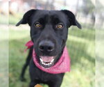 SEBASTIAN - Male Labrador Retriever-Unknown Mix Dog for Adoption - Small photo