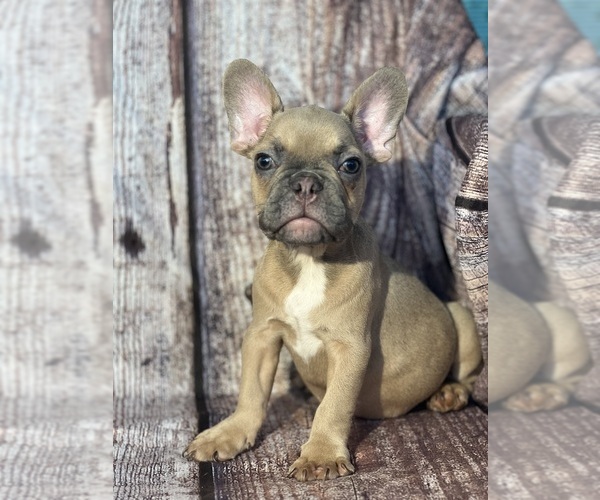 Medium Photo #2 French Bulldog Puppy For Sale in MIAMI, FL, USA