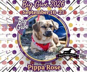 Pippa Rose - Female Dachshund-Unknown Mix Dog for Adoption - Photo #7